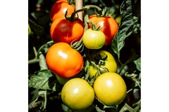 Image Image